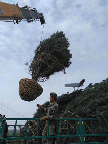 苗木装车