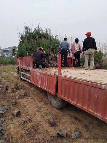 苗木装车