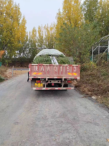 苗木发车