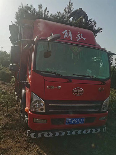 苗木装车